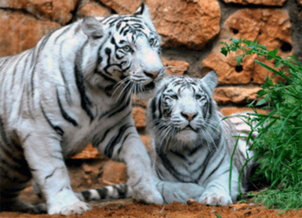 2-white-tigers@3x-623x450.png