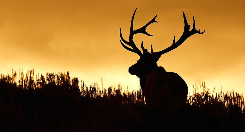 Black Hat '15 Preview: My Bro the ELK