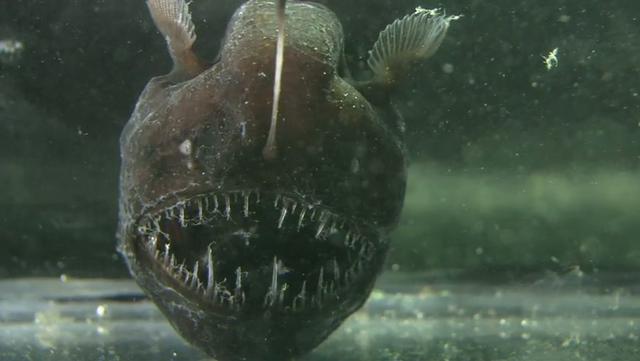 Humpback_Anglerfish_Melanocetus_Johnsonii.jpg