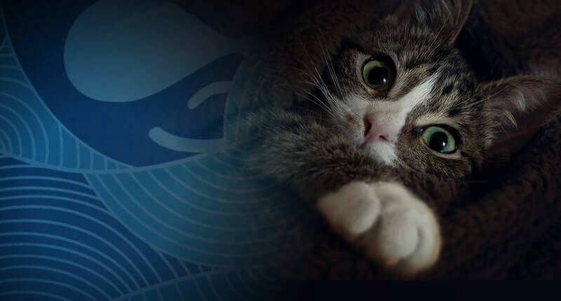 Kitty malware gets its claws into Drupal websites to mine Monero