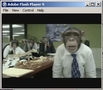 office-monkeys.jpeg