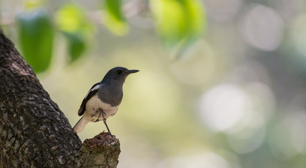 4 Things Birdwatching Can Teach About Security Awareness