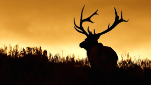 Black Hat '15 Preview: My Bro the ELK