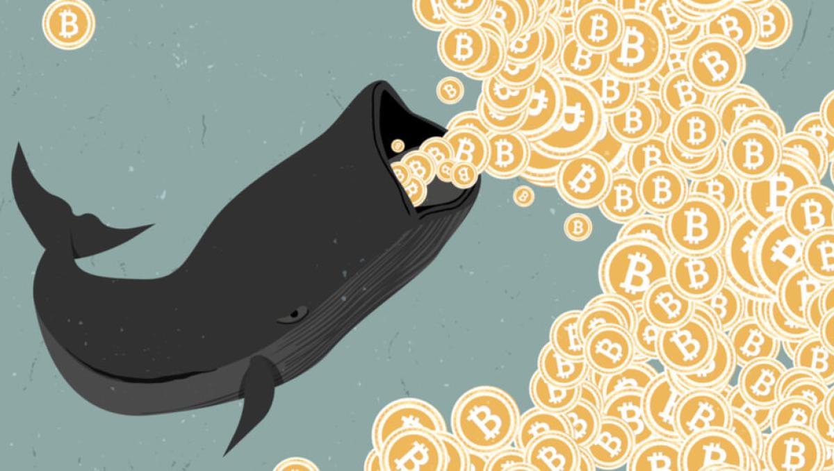 Harpoon Cannon Method: How Scammers Catch Bitcoin Whales | Tripwire